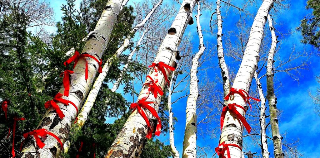 birch tree trunks with red ribbons and blue sky above
