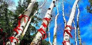 birch tree trunks with red ribbons and blue sky above